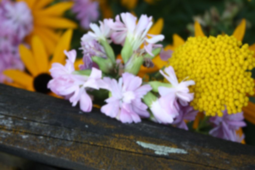 Blumen am Zaun